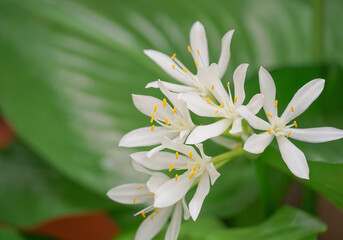 Fototapeta premium Cardwell lily or Northern christmas lily(soft focus), white flower and beautiful green leaves.it is commonly grown as an ornamental plant,native in Malay to north of Australia.