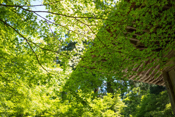 Buddhist temple in early summer