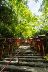 Fototapeta na wymiar Early summer shrine , Kyoto , Japan
