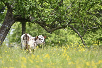 Vache normande