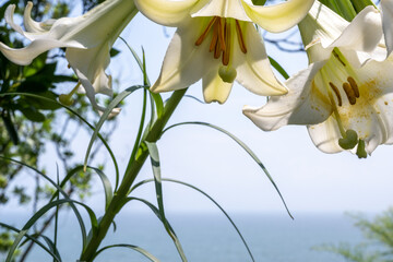 Plants against the background of the sea