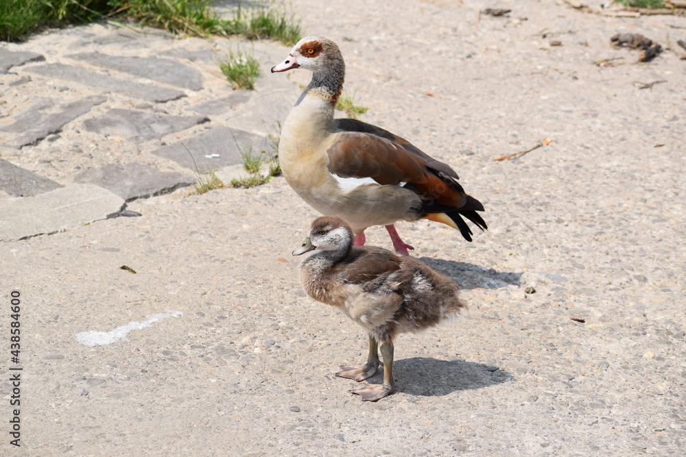 Wall mural junge Nilgans mit Eltern