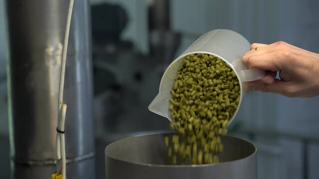 Organic grains of malted barley to prepare beer. Creating craft beer. Alcohol concept. Beer industry