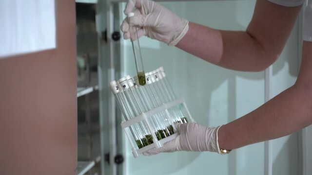 Scientist Placing Test Tubes In Laboratory Ready For Vaccine Testing. healthy and medicine concept. In lab. Scient