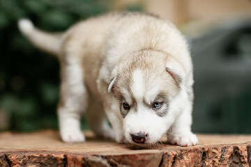 One Little cute puppy of Siberian husky dog outdoors