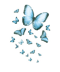 Flock of flying butterflies isolated on white