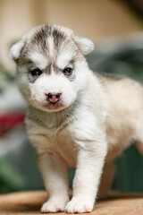 One Little cute puppy of Siberian husky dog outdoors