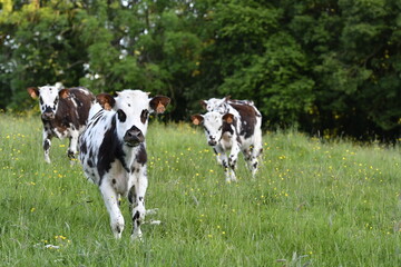 Vache normande