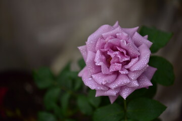 pink rose flower