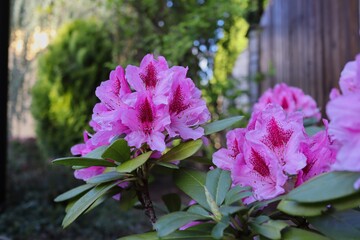  Pink Rhododendron Flower in the Garden. Catawba Rhododendron belongs to the Family Ericaceae.