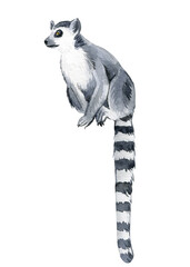 Lemur white background, watercolor illustration, cute animals © Hanna