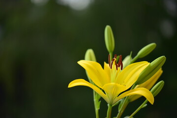 yellow flower in the garden