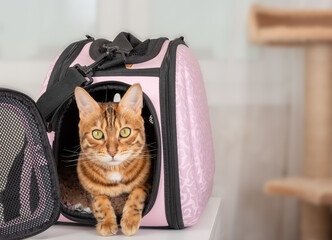 Bengal cat in a special soft cage or pet carrier