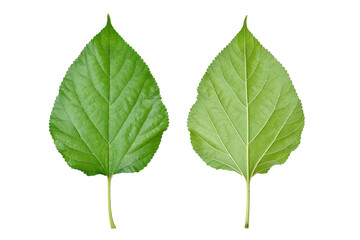 Fototapeta premium Front and back view of Fresh mulberry leaf isolated on white background. clipping path.