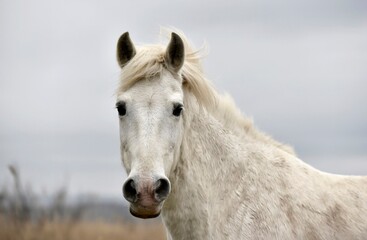 Fototapeta na wymiar Camargue horse head close-up and landscape