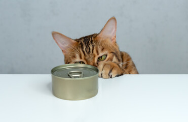 Bengal cat tries to steal wet food from the table