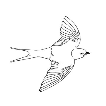 recommend clip art: A flying swallow on a white background, doodle.Vector bird.