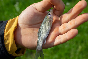 Little fish in hand. Blurred background.