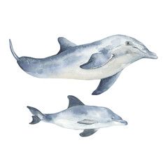 Dolphins watercolor illustration. Suitable for print, web, textile design, scrapbooking and other creative ideas.