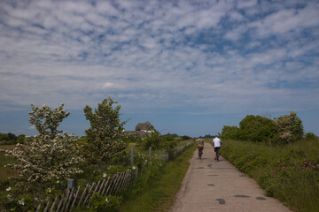 Magnificent coastal cycle path with blooming bushes  by the Baltic Sea