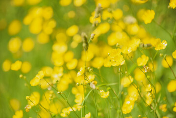 Summer field with wild flowers growing in the the background