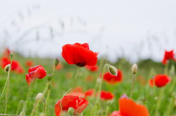 Background of a summer field of red blooming poppies close up on a windy day. Top view of red poppy. Natural backgrounds and textures. 