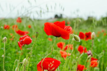Background of a summer field of red blooming poppies close up on a windy day. Top view of red poppy. Natural backgrounds and textures. 