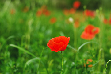 Background of a summer field of red blooming poppies close up on a windy day. Top view of red poppy. Natural backgrounds and textures. 