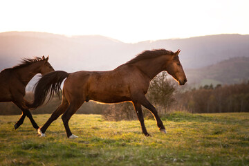 Fototapeta premium Beautiful strong horse running free on the sunset meadow