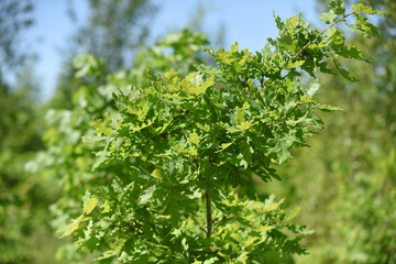 Nature background of fresh gree leaves and blurred green background