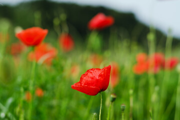 Background of a summer field of red blooming poppies close up on a windy day. Top view of red poppy. Natural backgrounds and textures. 