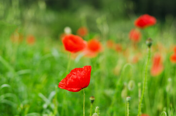 Background of a summer field of red blooming poppies close up on a windy day. Top view of red poppy. Natural backgrounds and textures. 
