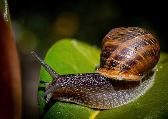 Lucy the garden snail