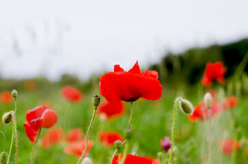 Naklejka premium Background of a summer field of red blooming poppies close up on a windy day. Top view of red poppy. Natural backgrounds and textures. 