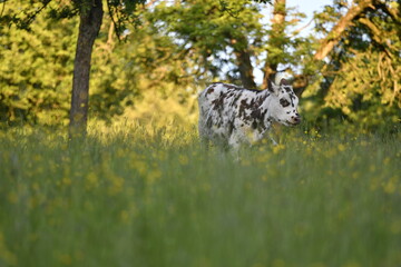 Vache normande