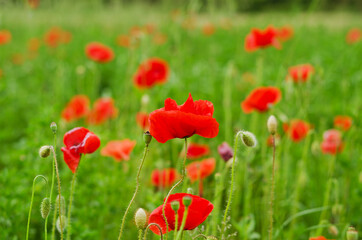 Fototapeta na wymiar Background of a summer field of red blooming poppies close up on a windy day. Top view of red poppy. Natural backgrounds and textures. 
