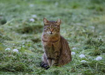 A gray tabby cat sits on the mown grass