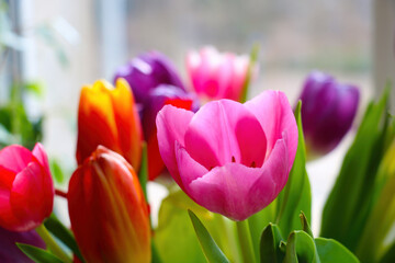 Bright multicolored blooming tulips on a sunny spring day. A bouquet of fresh flowers. Congratulations on the holiday.