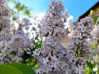 blooming tree