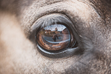 Auge (Pferd/Pony)