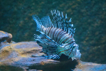 Beautiful lionfish swims in blue water, fish.