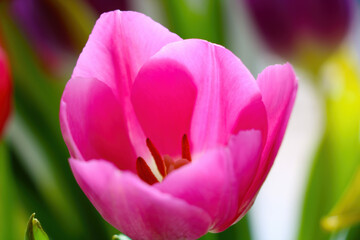 Obraz premium Blooming pink tulip in the garden on a sunny day.