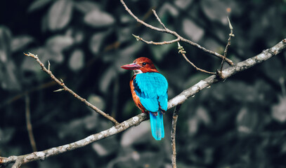 White-throated kingfisher perch near a lake on a branch, view from back, vivid blue feathers glowing from the morning sunlight.