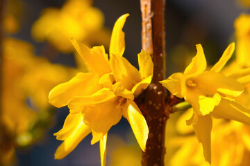 Bright yellow blooming forsythia in the park.