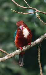 White-throated kingfisher front view, looking at camera heal tilted slightly,