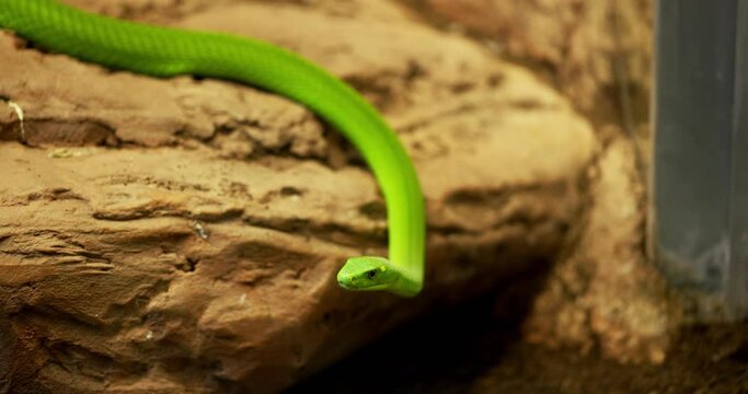 Closeup of colorful mamba on the tree