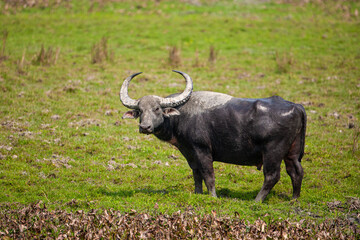 Indian water buffalo relaxing in the lakes of Kaziranga National Park 