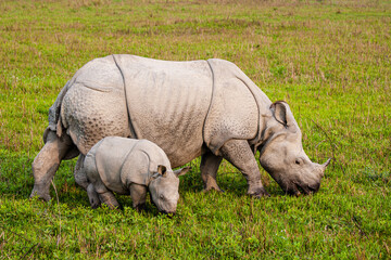 Greater one-horned Rhinoceros  mom and her calf graze on the grasslands of Kaziranga, India © wayne