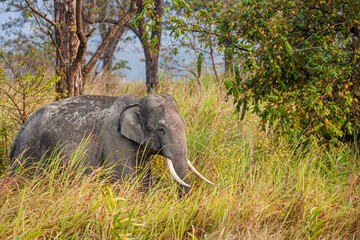 Naklejka na ściany i meble Asiatic Elephant walks through the long grass in Kaziranga National Park, India