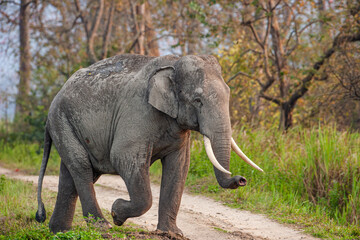 Fototapeta na wymiar Asiatic Elephant walks through the long grass in Kaziranga National Park, India